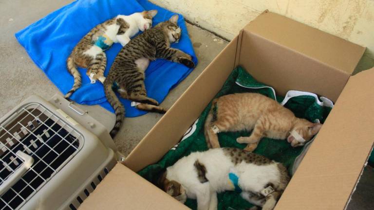 Realizan campaña de esterilización de gatos en Infonavit Humaya en Culiacán