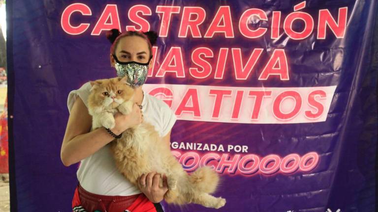 Realizan campaña de esterilización de gatos en Infonavit Humaya en Culiacán