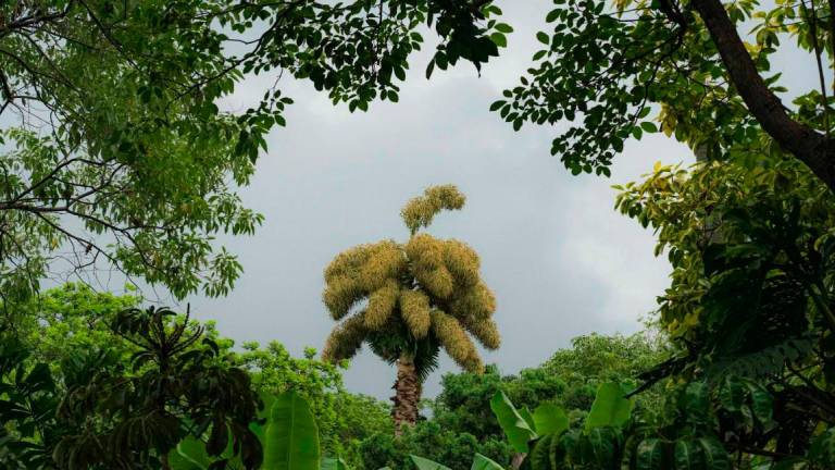 La majestuosa evolución de la Palma talipot