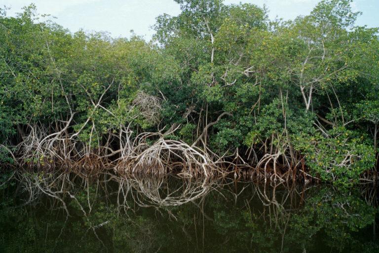 $!Manglares en Nayarit. Debido a la expansión de la acuicultura y de la agricultura, la cobertura de manglares en Nayarit ha disminuido del 35 % al 26 % en los últimos 20 años.