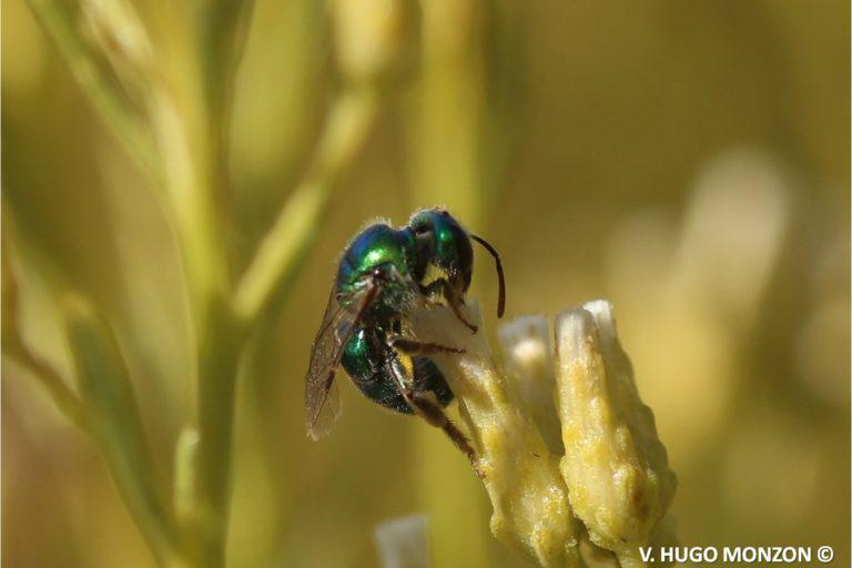 $!Para proteger a las abejas, urge transitar hacia la agroecología