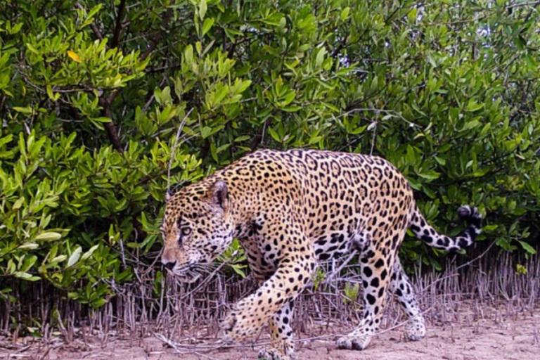 $!Un jaguar camina por los manglares de la reserva La Papalota. Aunque el territorio de la reserva es demasiado pequeño para sostener una población de jaguares, les proporciona un refugio para descansar, comer y reproducirse.