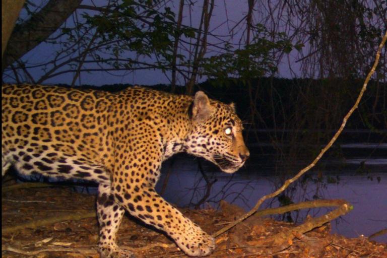 $!Un jaguar camina de noche por las orillas del río Santiago en los manglares de Nayarit. Imagen cortesía de Víctor Hugo Luja, de Jaguares Sin Protección.