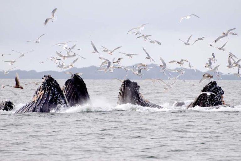 $!Viajes de alto riesgo: ballenas enfrentan cada vez más peligros en sus rutas migratorias