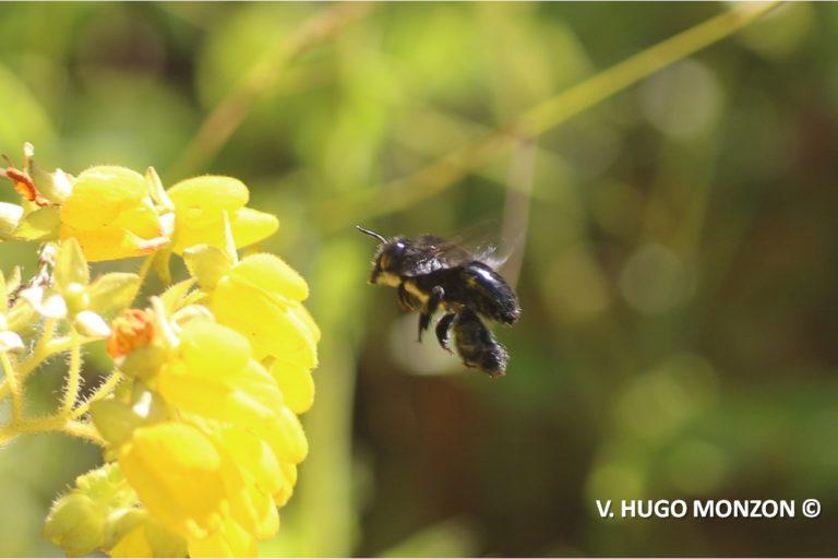 $!Para proteger a las abejas, urge transitar hacia la agroecología