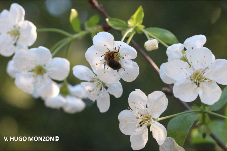 $!Para proteger a las abejas, urge transitar hacia la agroecología