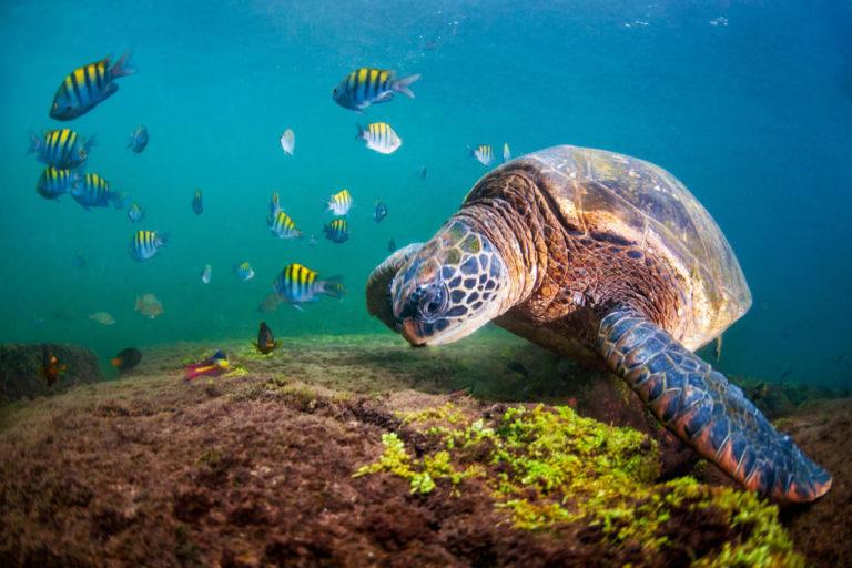 $!Tortuga verde(Chelonia mydas agassizii) alimentándose cerca de Los Túneles, Isla Isabela, Galapagos, Ecuador.