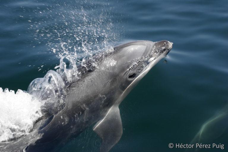 $!Rostro de un tursión (Tursiops truncatus), una de las especies más abundantes de la región.