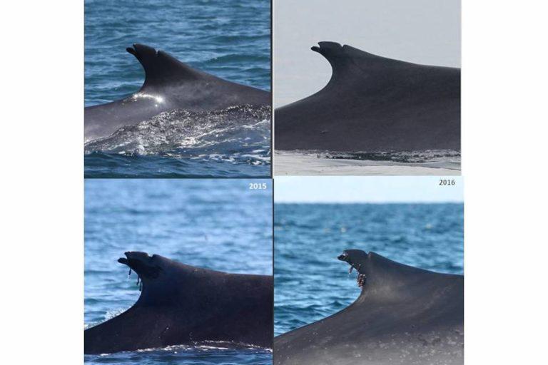 $!Técnica de foto-identificación. Se trata de una ballena de aleta (Balaenoptera physalus) recapturada fotográficamente en aguas de la región. Esas son sólo cuatro fotos de diferentes años en la que se le ha visto.