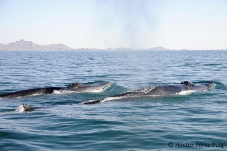 $!Un par de ballenas de aleta (Balaenoptera physalus) avistadas respirando en superficie, durante su estancia invernal en la región.