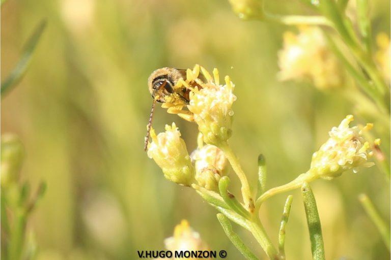 $!Para proteger a las abejas, urge transitar hacia la agroecología