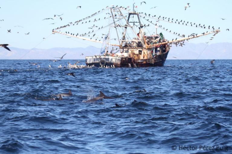 $!Barco camaronero durante sus operaciones de arrastre, actividad que tiene un traslapo con la distribución de especies de cetáceos en la región. Como en este caso, de los delfines comunes de rostro largo, observados en la misma imagen.