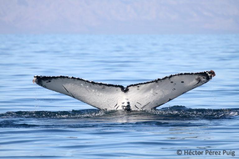 $!Aleta caudal (cola) de una ballena jorobada (Megaptera novaeangliae). Su forma y patrón de coloración son importantes herramientas para aplicar la técnica de foto-identificación para poder reconocer a los individuos.