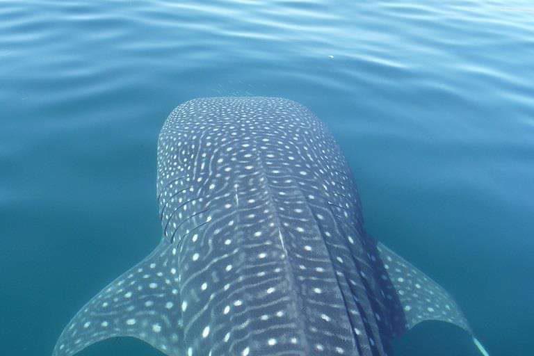 $!El Tiburón Ballena se convirtió en el ícono de un pueblo ubicado en el Golfo de California.