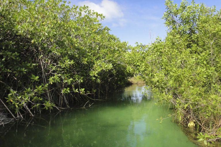 $!México: ¿áreas marinas protegidas sólo en el papel?