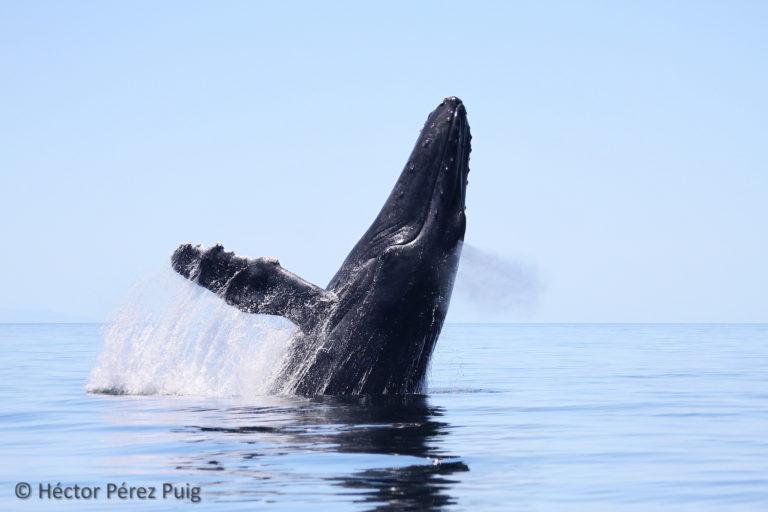 $!Salto de una ballena jorobada (Megaptera novaeangliae). Esta especie es famosa por su despliegue de actividades en superficie a nivel mundial.