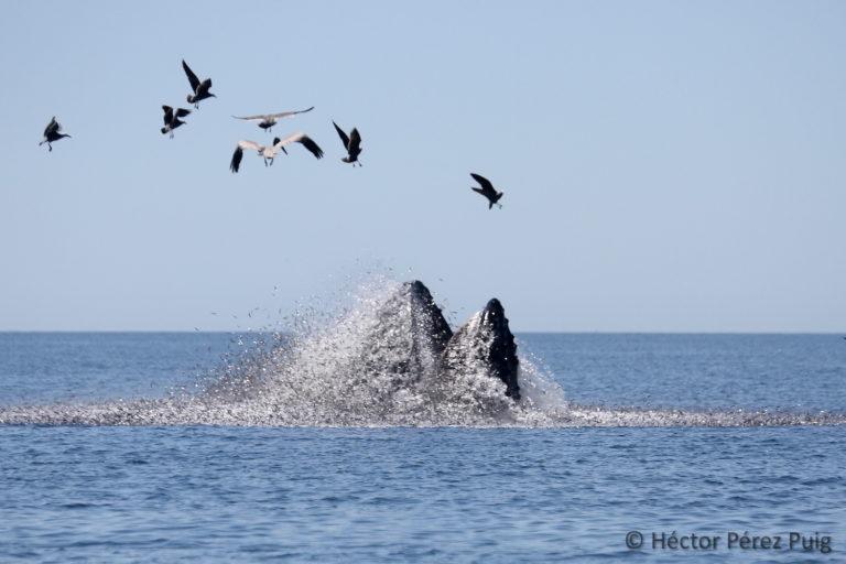 $!Una ballena jorobada (Megaptera novaeangliae) comiendo sardina en superficie. Esta información es importante dado que esta especie es migratoria y se sabe que, durante su visita invernal en aguas mexicanas, normalmente ayuna hasta regresar a sus zonas de alimentación en latitudes norteñas.