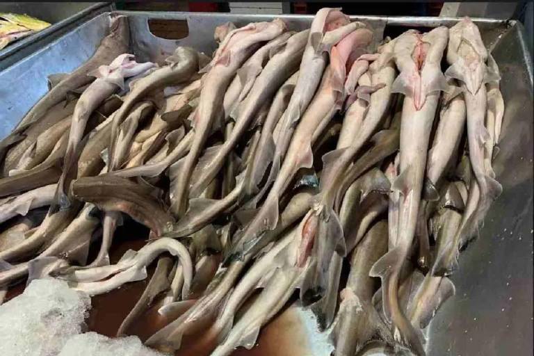 Pesca ilegal en México: venden tiburón en peligro de extinción como si fueran bacalao