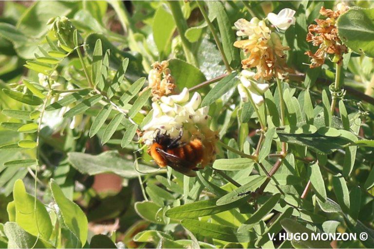 $!Para proteger a las abejas, urge transitar hacia la agroecología