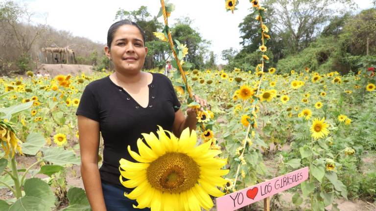 El Campo de Girasoles en Mazatlán abrirá sus puertas el próximo 30 de marzo.