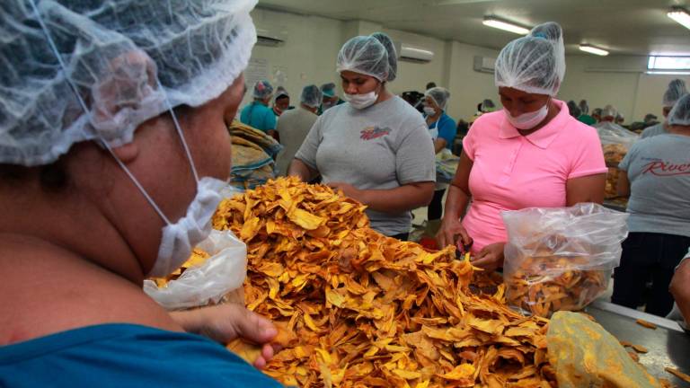 Según datos de la FAO, Estados Unidos ha sido el principal importador de mangos por volumen desde 1975.