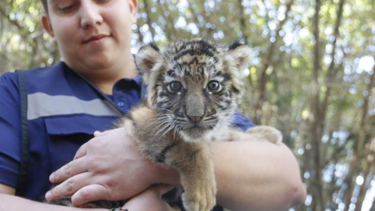 Nace tigre de bengala en el Zoológico de Culiacán; ahora buscan darle un nombre