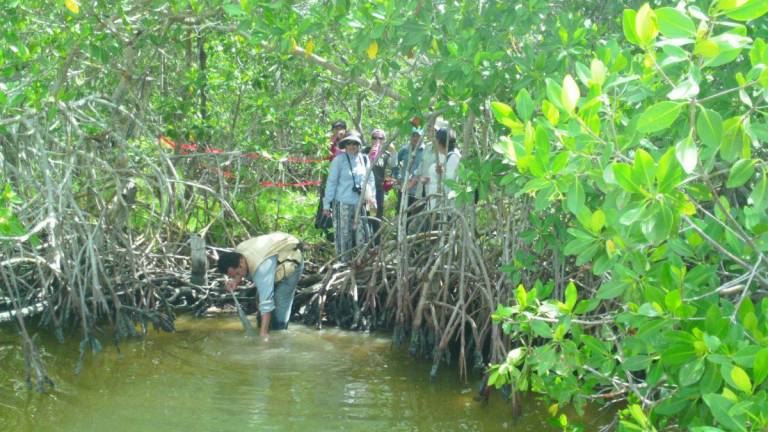 Día de la Tierra: conservar y restaurar los bosques de manglar en Latinoamérica