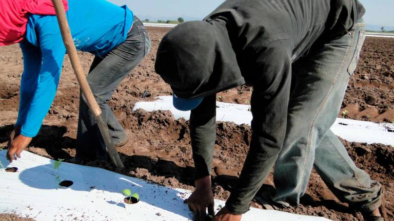 El papel vital de México en la cadena alimentaria de EE.UU.