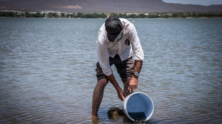 El programa de repoblamiento de embalses en comunidades rurales de Culiacán arrancó con la siembra de 2 millones de alevines en presas y embalses.