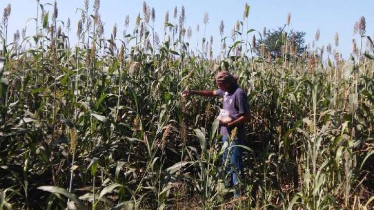 Los productores temporaleros de Sinaloa podrán recibir semillas para la siembra de cacahuate, ajonjolí, maíz nativo, cártamo, frijol y garbanzo.