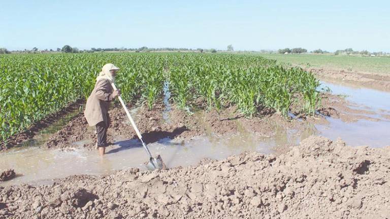 Tras la asignación de volúmenes de agua para riego agrícola, presas en Sinaloa quedarán al 25%