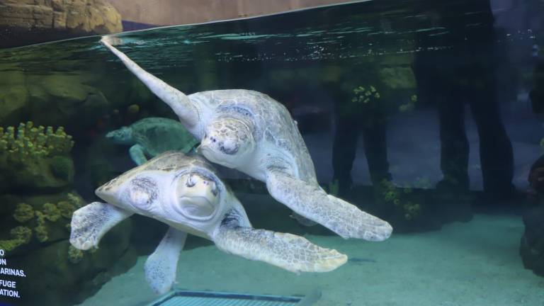 Visitan el Gran Acuario Mazatlán en su primer domingo abierto al público