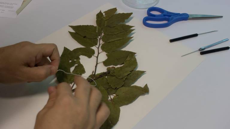 El herbario es una biblioteca de plantas secas, donde se resguardan fragmentos vegetales de la flora de Culiacán.