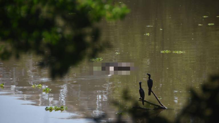 La víctima fue localizada flotando boca abajo, a la mitad del río Humaya.