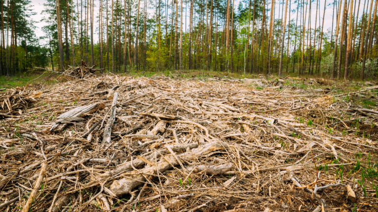 Día Mundial del Medio Ambiente: Urge detener la deforestación para mitigar la sequía