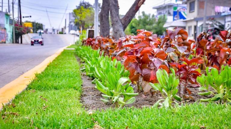 El Alcalde invita a las personas a la Dirección de Servicios Públicos a solicitar plantas.