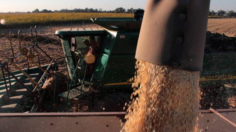 Los precios del maíz han caído alrededor de un 13 por ciento desde el pasado 13 de junio.