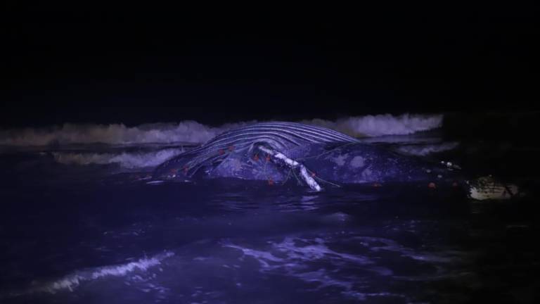 Ballena jorobada muere atrapada en chinchorro en las playas de Mazatlán