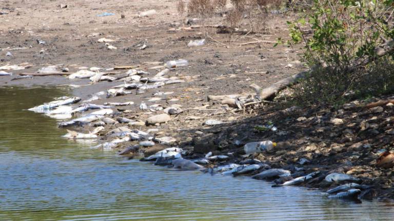 Buscarán declaratoria de zona de desastre en sistemas estuarinos en Rosario