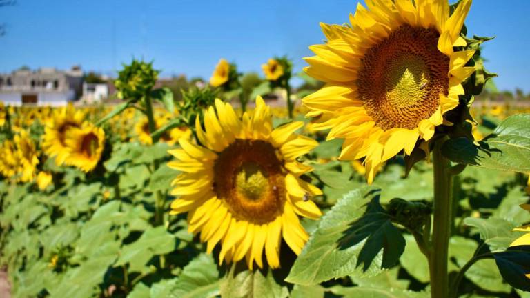 Campo de girasoles de Mocorito.