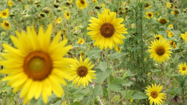 El lugar denominado “Mi Jardín Polinizador” se encuentra en medio de la comunidad de Palmillas.