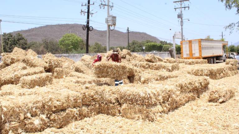 La sequía en la zona de Rosario ha ocasionado escasez de alimentos para el ganado.