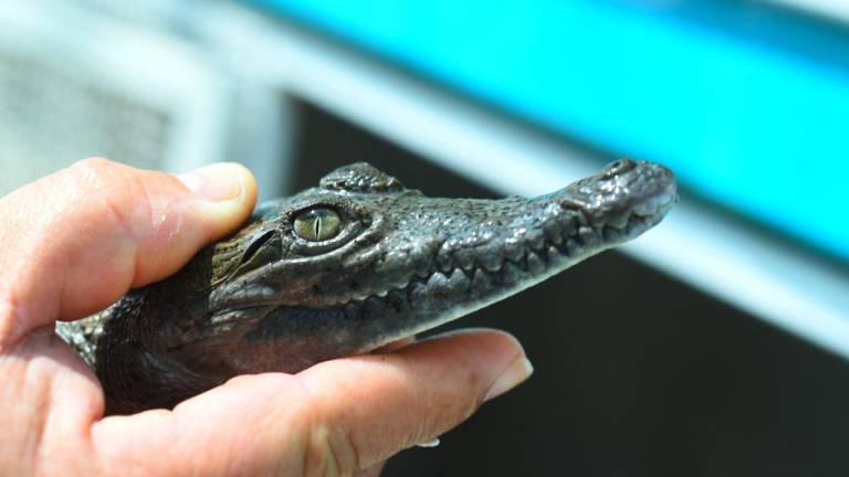 El Hospital de Fauna estará en las instalaciones del anterior Acuario.