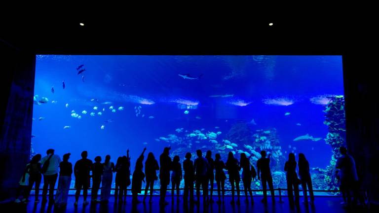 Visitantes del Gran Acuario Mazatlán Mar de Cortés disfrutan de una noche especial a través de la experiencia Shark Nights.