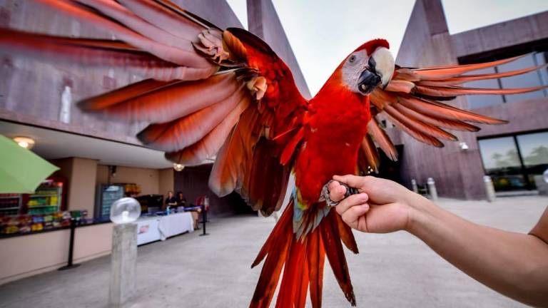 Diversos atractivos ofrece el Gran Acuario Mazatlán Mar de Cortés.