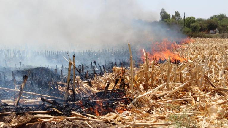 La quema de soca es una práctica muy recurrente en el campo sinaloense.