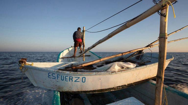 Oceana expresa su disposición a colaborar con la Conapesca bajo este nuevo liderazgo y encontrar soluciones conjuntas que permitan hacer frente a los desafíos de la pesca en México.