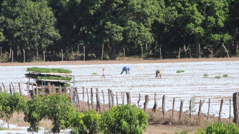 En los campos de Rosario se iniciaron los trabajos de preparación de la tierra para la temporada de hortalizas.