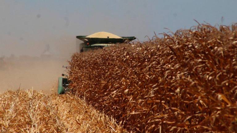 Las existencias finales mundiales de maíz, de 310.8 millones de toneladas, han bajado 1.5 millones.