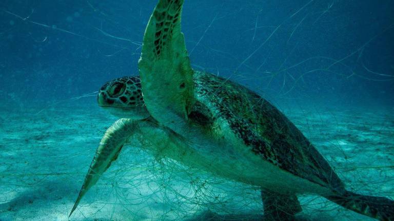 Gobierno de Estados Unidos sanciona a México por pesca ilegal en el Golfo de México